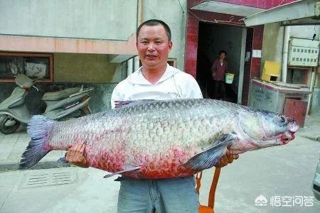 野生青鱼最大能长多少斤？100斤的青鱼要生长多少年？