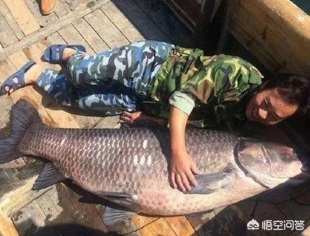 野生青鱼最大能长多少斤？100斤的青鱼要生长多少年？