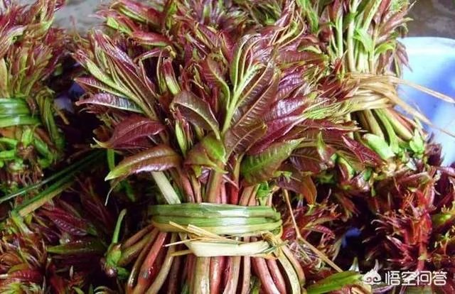 春芽树和香椿的区别