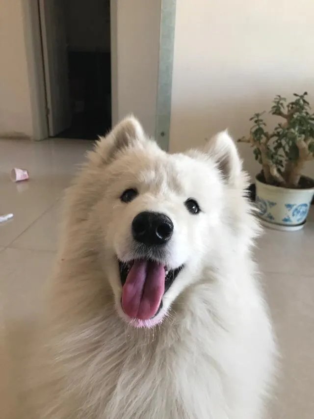 萨摩耶到底有多蠢？