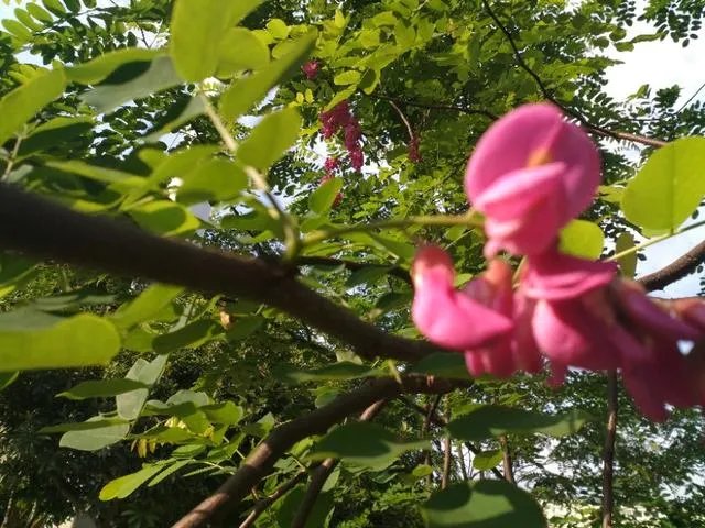 农村红白喜事都请客随礼的风俗是陋习吗?应不应该破除?