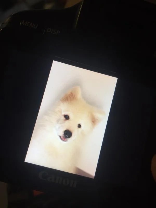 萨摩耶到底有多蠢？