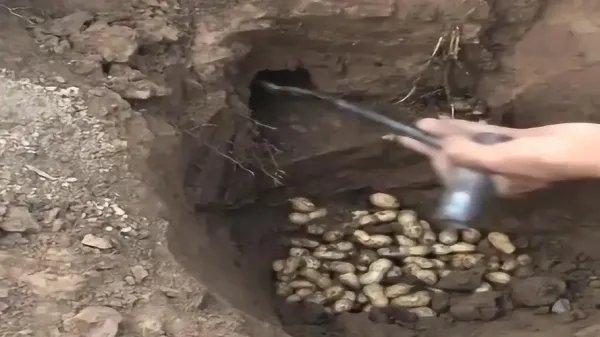 老鼠窝挖到20斤花生，网友：老鼠一夜破产！老鼠也会提前藏食物吗？