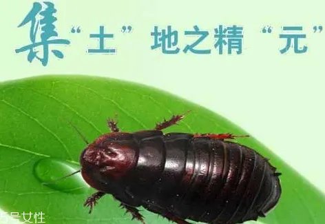 地鳖虫多少钱一斤 地鳖虫多少钱一斤2018