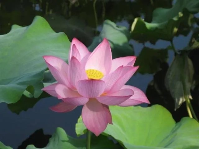 上联：移椅倚桐同望月，下联如何对？