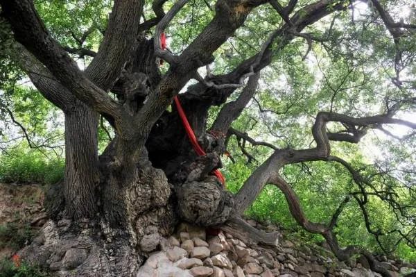 广东的千年榕树倒塌了，此树是什么时候栽下的？