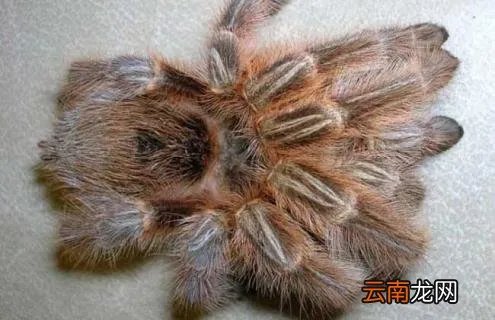 火玫瑰蜘蛛寿命是多长