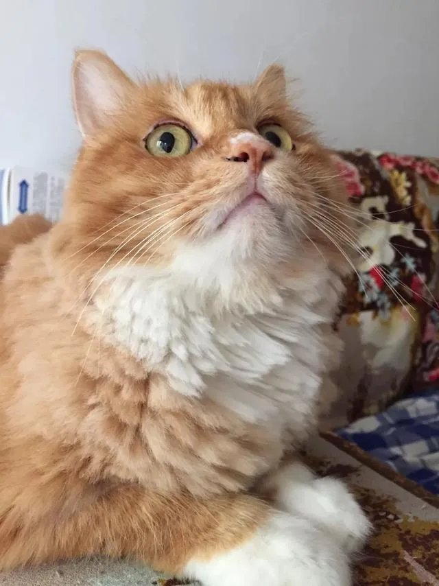 当你的猫或者狗狗去世之后，你还会再养吗？