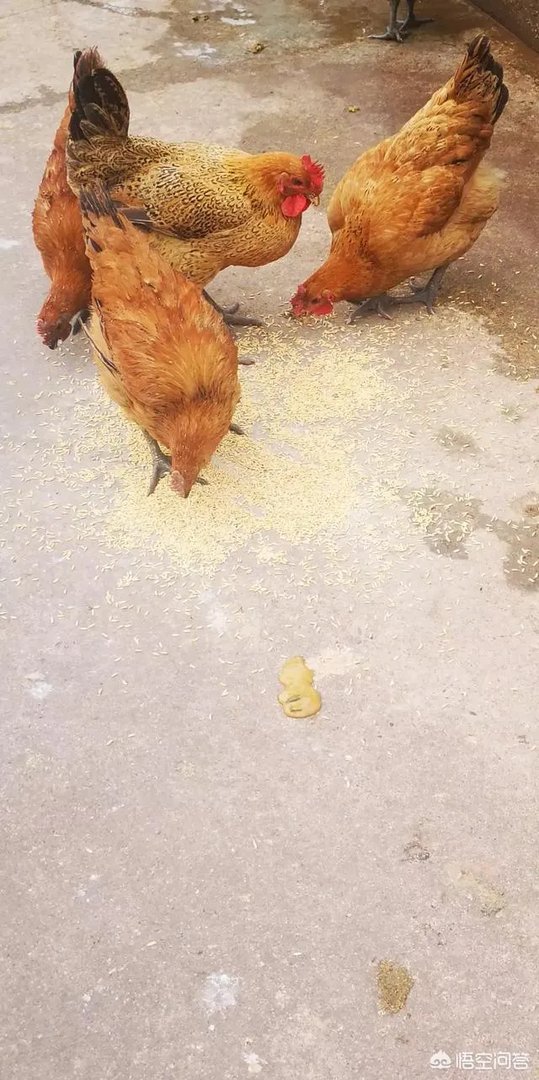 为什么重庆没有CBA球队?