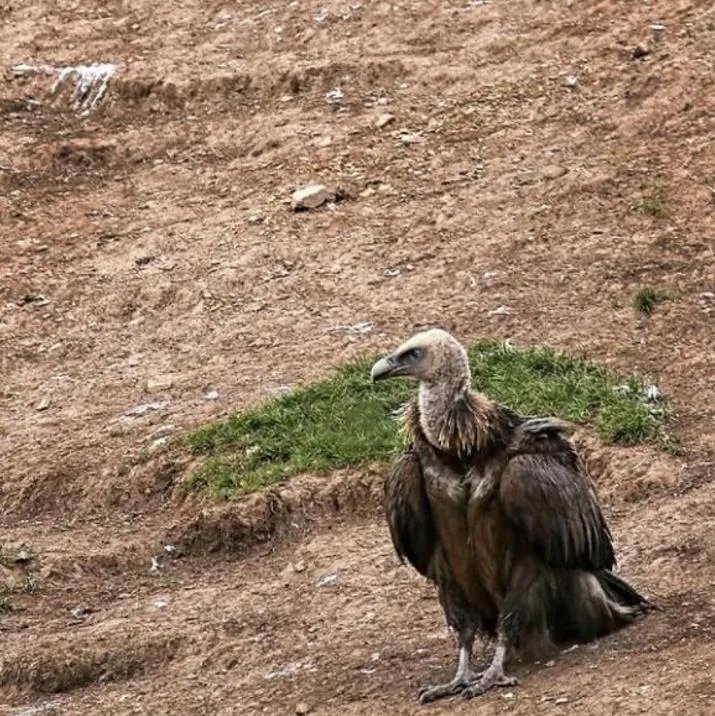 天葬礼真实照片:揭秘色达天葬全过程(图文)