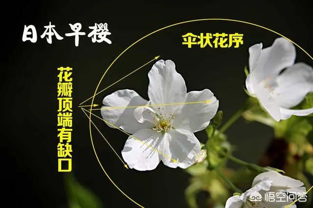 下图这是什么花？