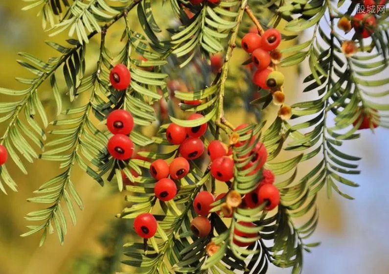砍红豆杉做炊具 砍伐红豆杉犯法吗
