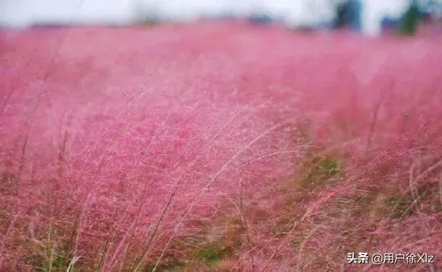 上海奉贤区东端这个镇