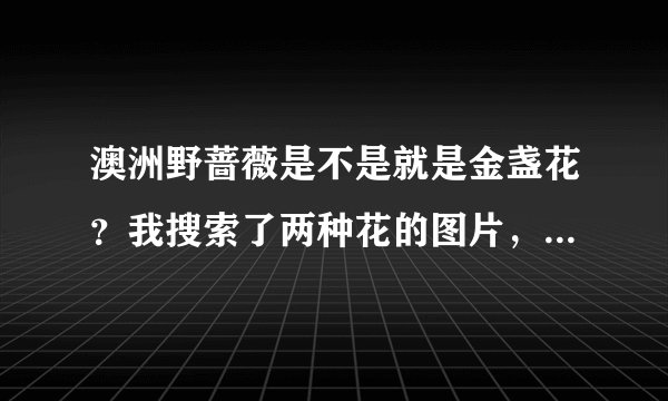 澳洲野蔷薇是不是就是金盏花？我搜索了两种花的图片，蛮像的，只是澳洲野蔷薇的花色是紫色。