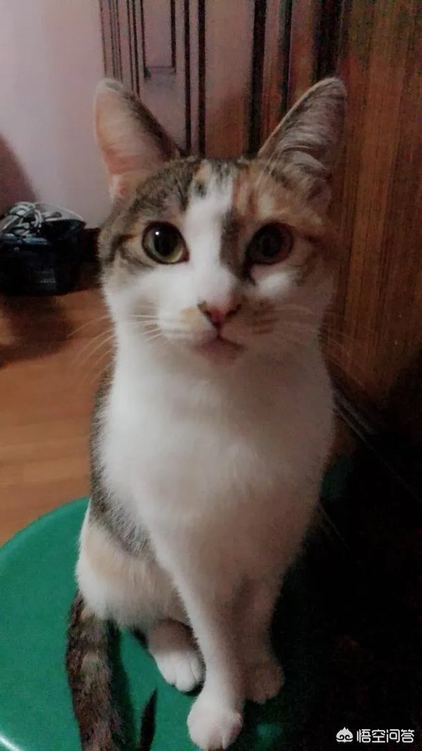 如何看待“给每个员工发一只猫，离职的话要退还猫给公司，可以起到稳定团队的作用”这句话？