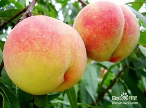 毛桃苗新品种哪个好?