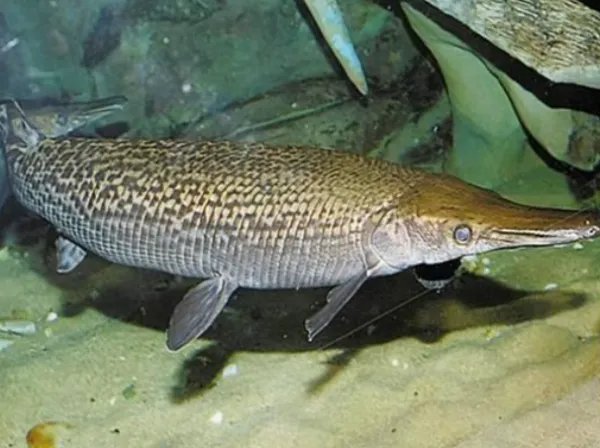 厦门一村民在放生池捞出两条鳄雀鳝,这是种什么样的生物?