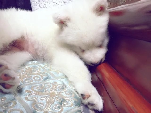 萨摩耶到底有多蠢？