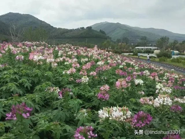 上海奉贤区东端这个镇