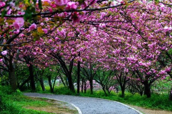 首部抗疫题材电影为什么要选择在武汉作为首映地？