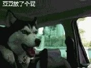 萨摩耶到底有多蠢？