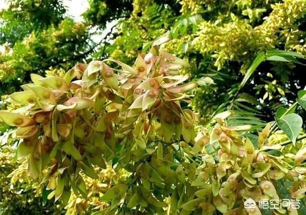 春芽树和香椿的区别