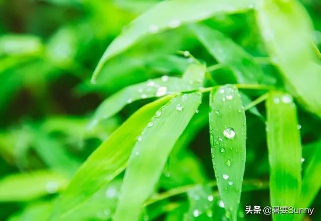 潇湘馆的竹子是如何描写的?