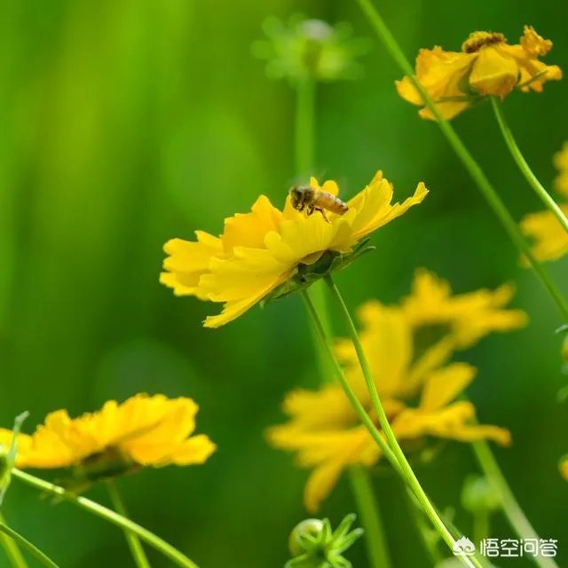 尼康70-200与80-400哪款更实用？为什么？