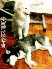 萨摩耶到底有多蠢？