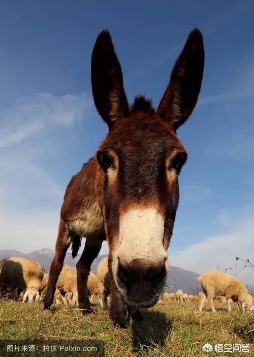 农村俗语“驴子骑着不走赶着倒退”是什么意思?