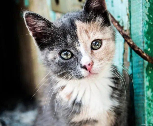 为什么小猫不能喂太饱，需要少食多餐？