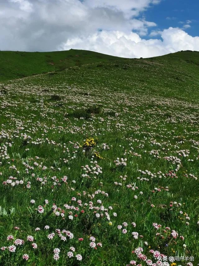 上海奉贤区东端这个镇