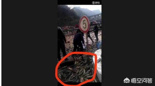 云南盐津发生交通事故，造成5人遇难8人受伤，几吨鱼从天而降是怎么回事？