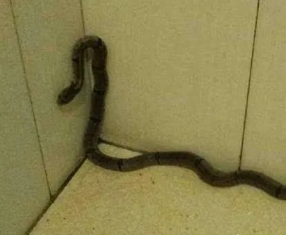 为何家里进的蛇不能打?