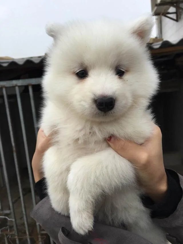 萨摩耶到底有多蠢？