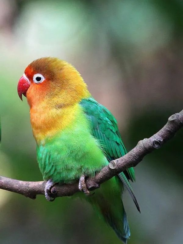 大学生仅售卖两只鹦鹉，为何会在一审中获刑6年？