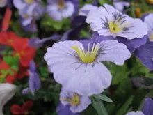 A570 IS实拍样片赏析