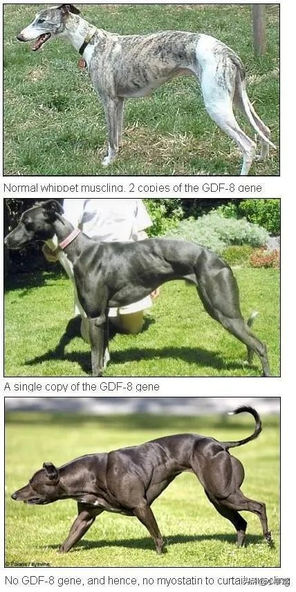 如果达尔文的进化论是正确的,人类最后会进化成什么模样?