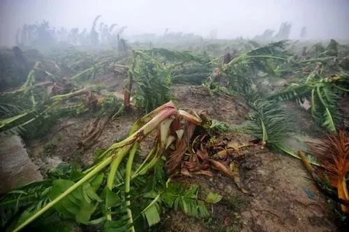 香蕉采摘完之后,为什么要把香蕉树砍掉?