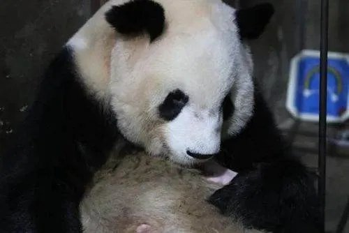 秦岭大熊猫四世同堂的