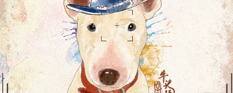 牛头梗好养吗容易病吗 牛头梗的洗护