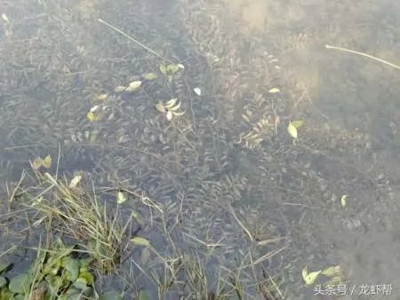 别人养殖小龙虾赚钱,你为什么亏本?