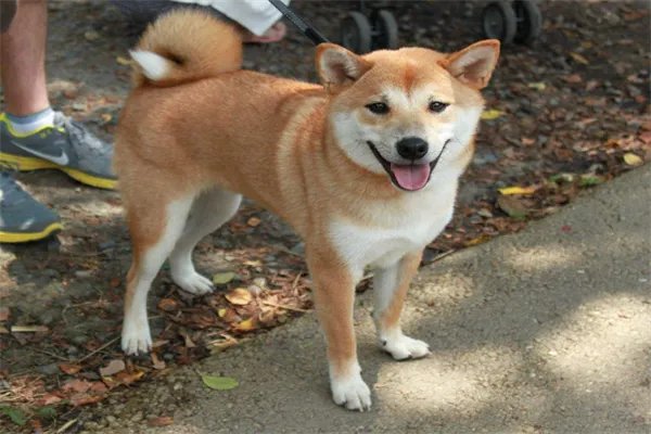 十大最护主的狗，中华田园犬上榜，第九一生只认一个主人