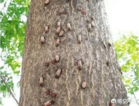 春芽树和香椿的区别