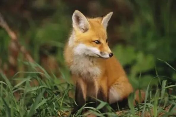 最著名的十大动物骗子排行 变色龙上榜,第三本领是“装死”