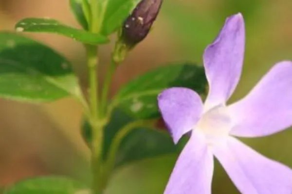 北方四季常青又耐寒的花树有哪些?