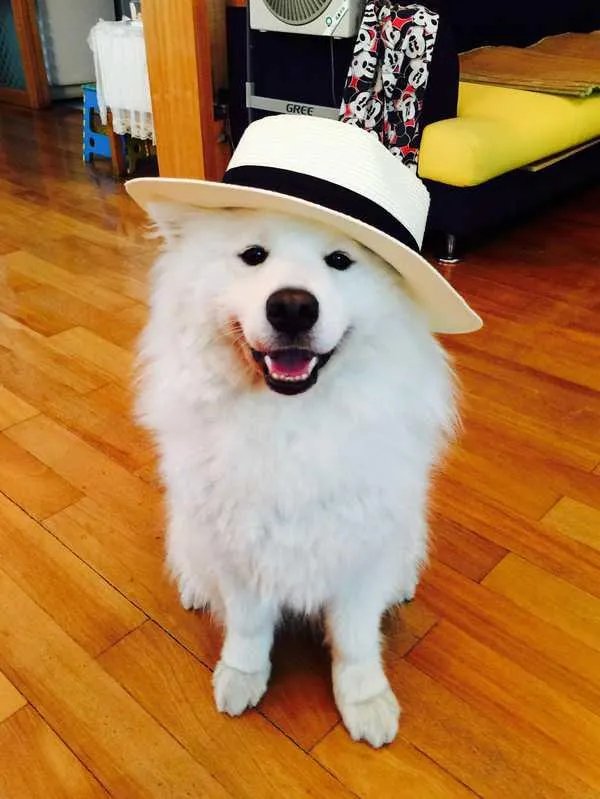 萨摩耶到底有多蠢？