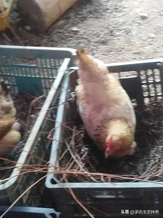 两家土鸡养殖场能挨在一起吗？