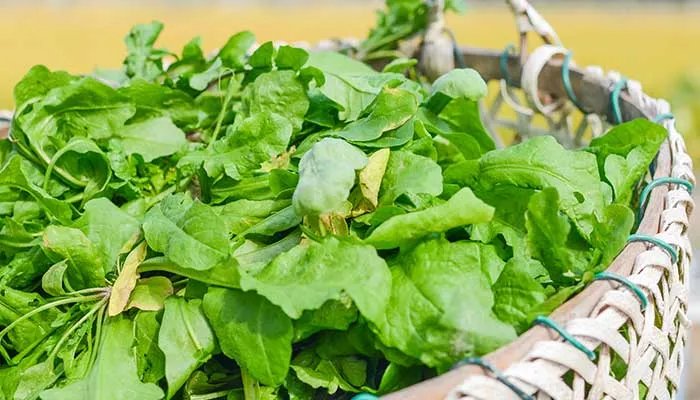 三月三吃荠菜煮鸡蛋有什么好处 三月三吃荠菜煮鸡蛋的寓意