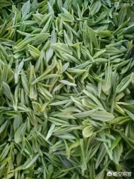 孕妇能经常喝毛尖茶吗？